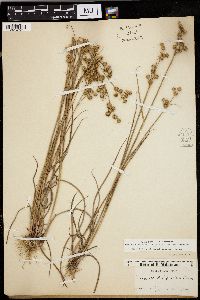 Juncus scirpoides image