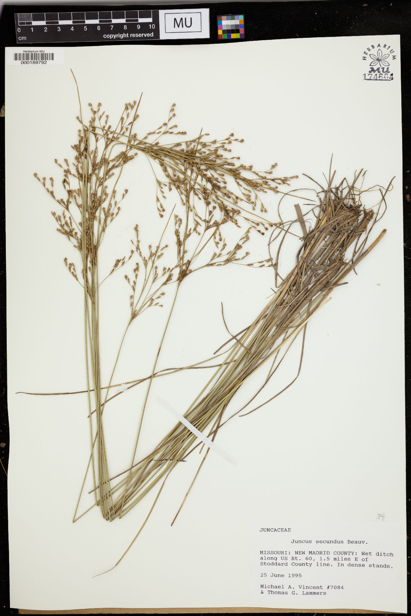 Juncus secundus image