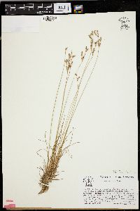 Juncus secundus image