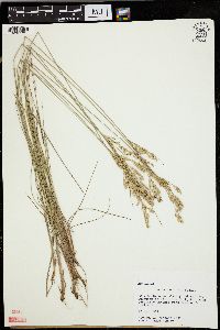 Juncus secundus image