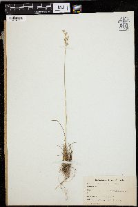 Juncus secundus image