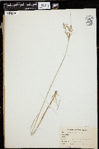 Juncus secundus image