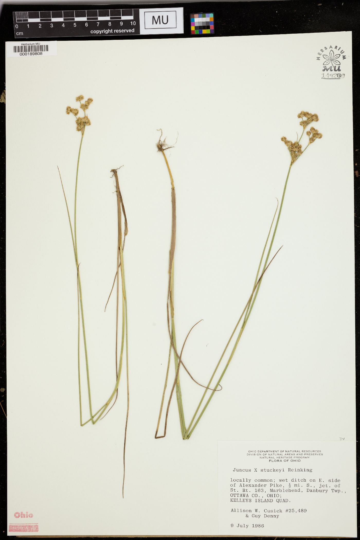 Juncus x stuckeyi image