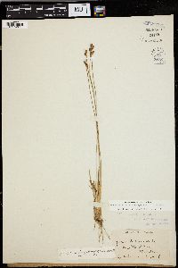 Juncus subtriflorus image