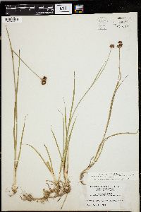 Juncus tracyi image