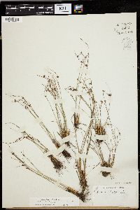 Juncus trifidus image