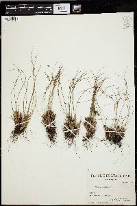 Juncus trifidus image