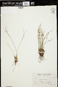 Juncus trifidus image