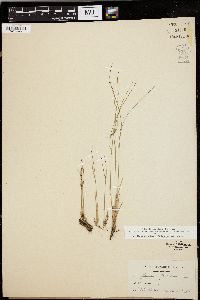 Juncus trifidus image