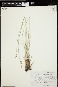 Juncus balticus subsp. mexicanus image