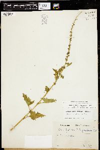 Chenopodium californicum image