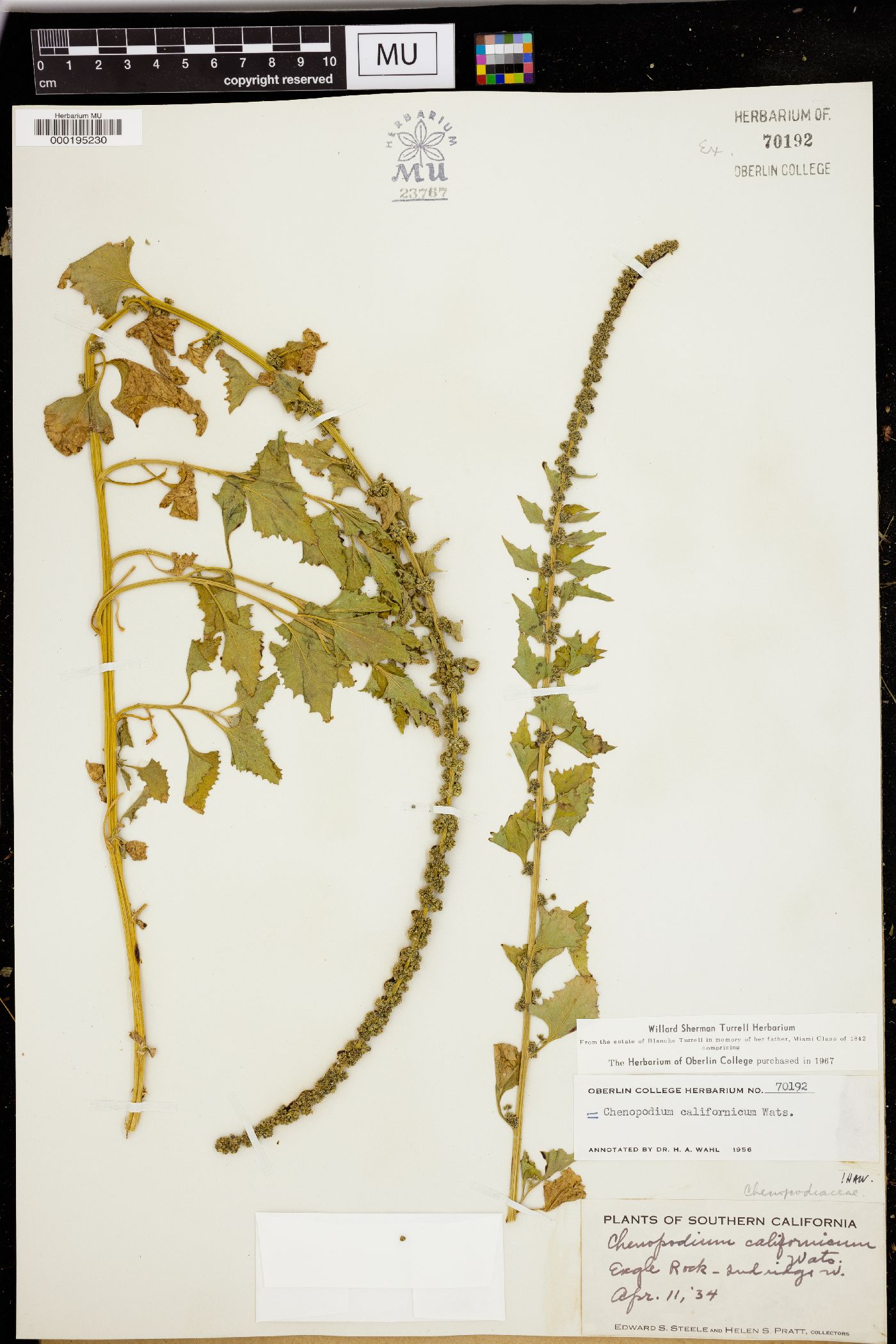 Chenopodium californicum image