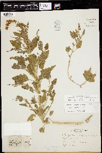 Chenopodium ferulatum image