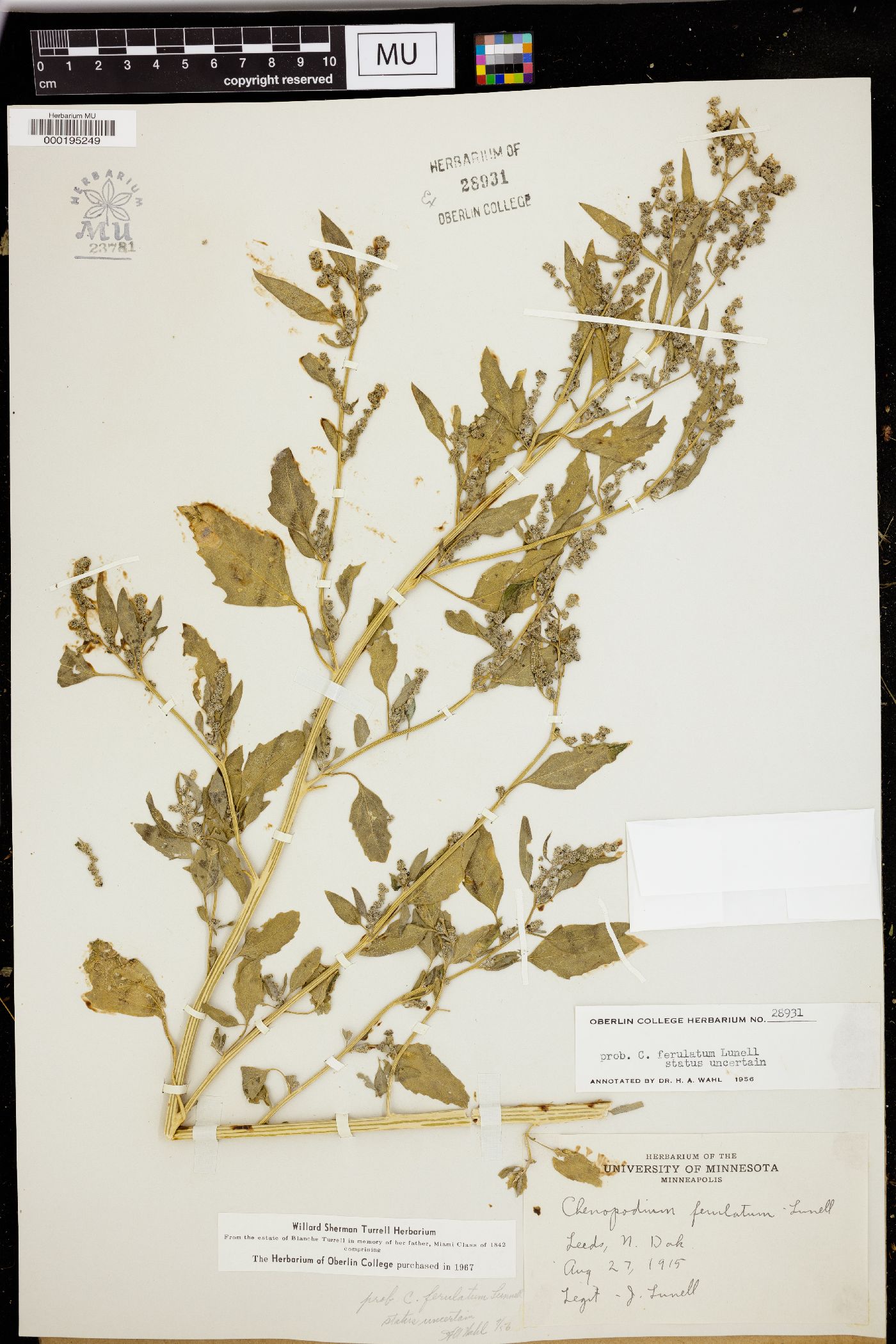 Chenopodium ferulatum image