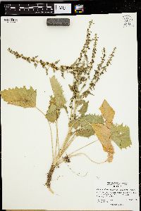 Blitum virgatum image