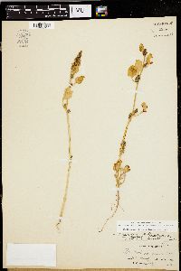 Image of Chenopodium macrospermum