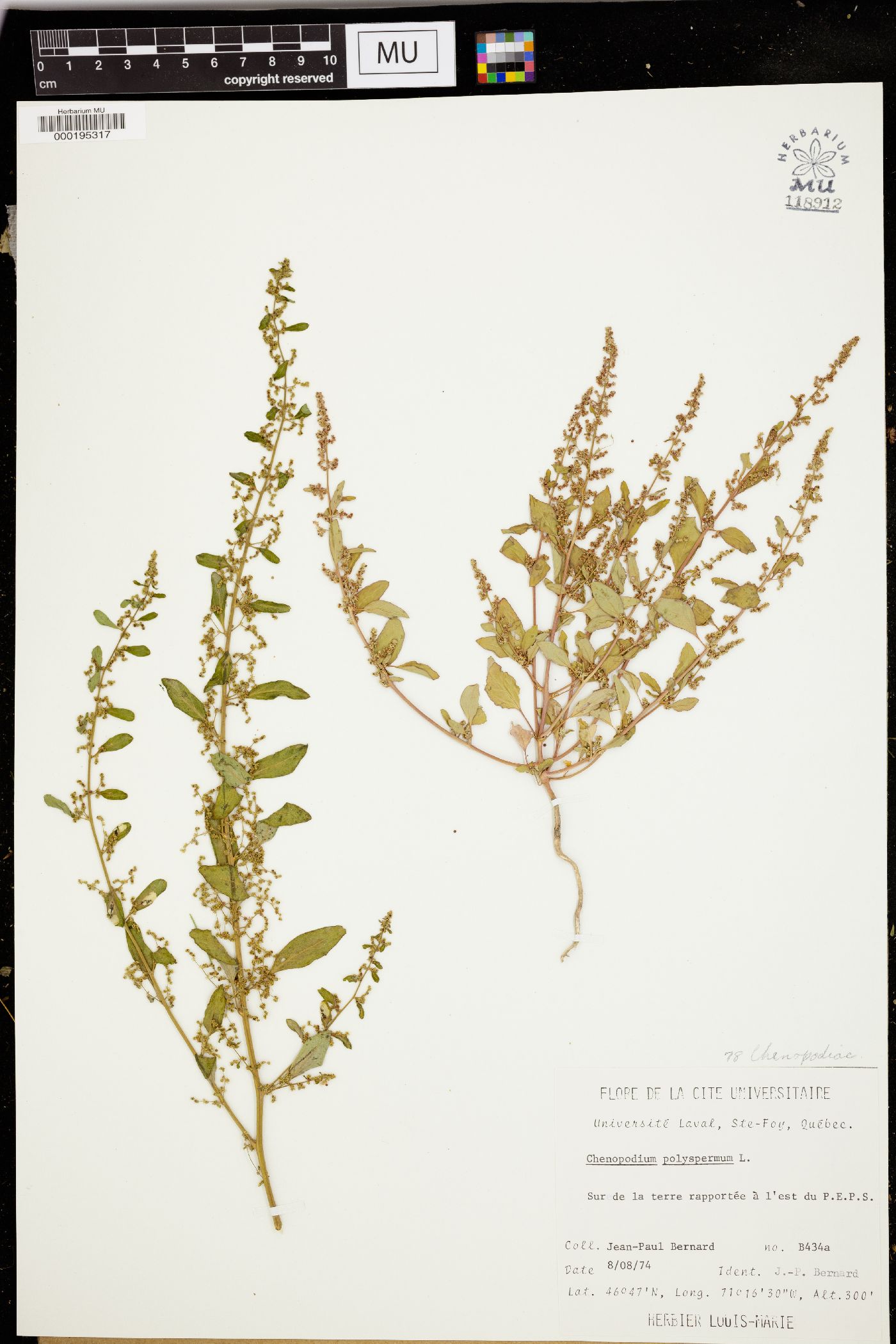 Chenopodium polyspermum image