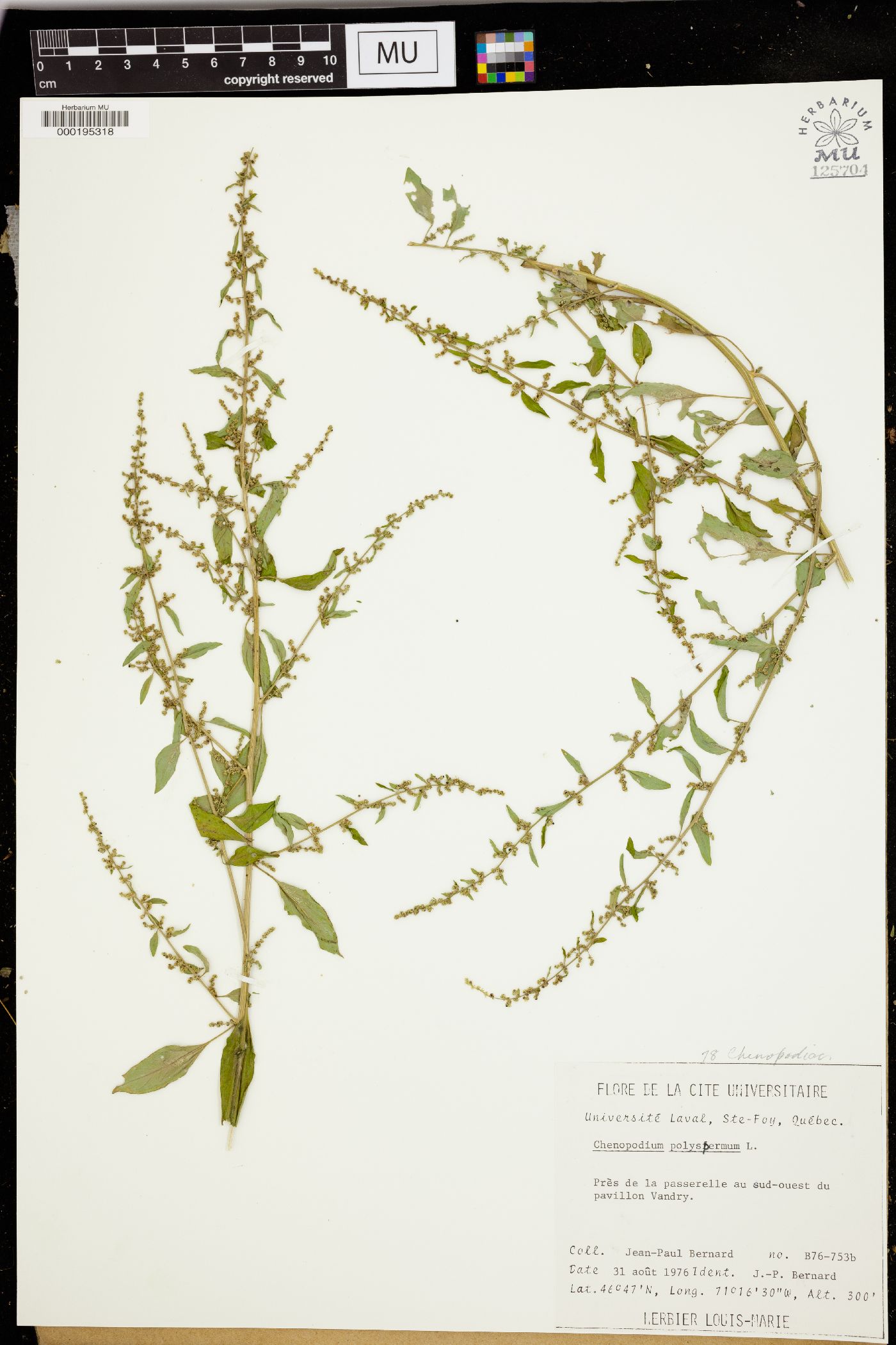Chenopodium polyspermum image