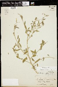 Chenopodium standleyanum image