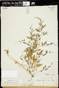 Chenopodium standleyanum image