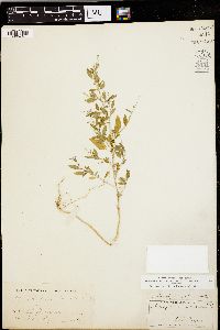 Chenopodium standleyanum image