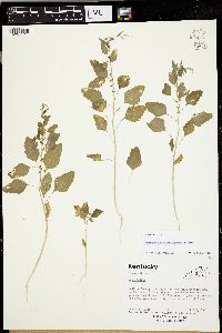 Chenopodium standleyanum image