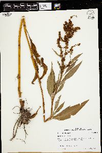 Rumex altissimus image