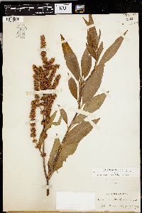 Rumex altissimus image