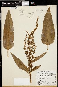 Rumex hydrolapathum image