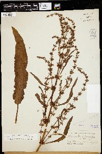 Rumex conglomeratus image