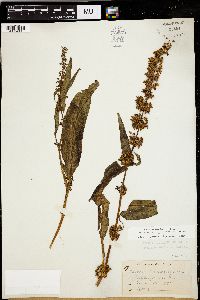 Rumex floridanus image