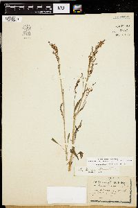 Rumex paucifolius image