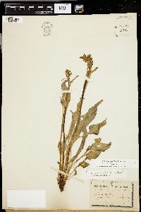 Rumex paucifolius image