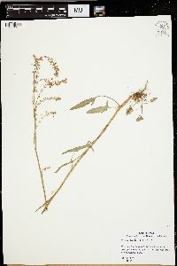 Rumex hastatulus image