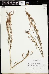 Rumex hastatulus image