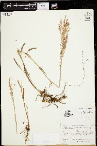 Rumex hastatulus image