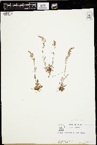 Rumex hastatulus image