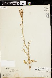 Rumex hastatulus image