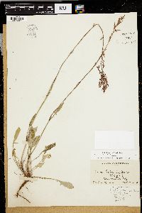 Rumex hastatulus image