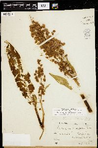 Rumex hymenosepalus image