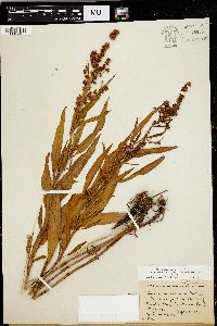 Rumex mexicanus image