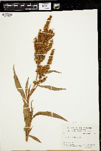 Rumex mexicanus image