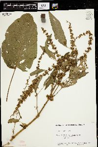 Rumex obtusifolius image