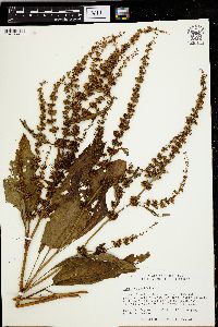 Rumex obtusifolius image