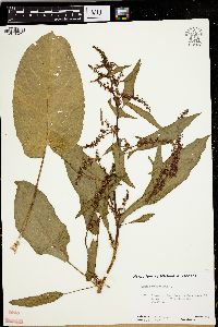 Rumex obtusifolius image