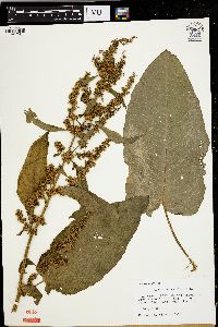 Rumex obtusifolius image