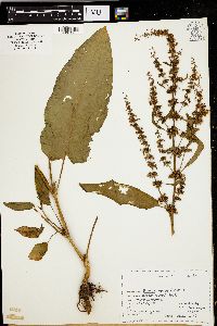 Rumex obtusifolius image