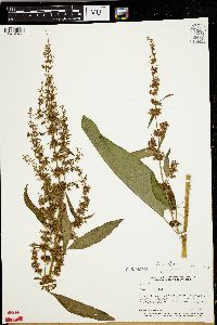 Rumex obtusifolius image