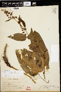 Rumex obtusifolius image