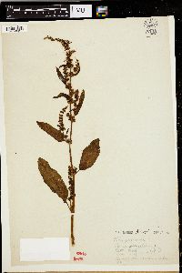 Rumex obtusifolius image